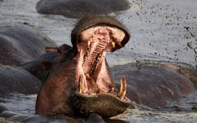 ‘I was up to my waist down a hippo’s throat.’ He survived, and here’s his advice
