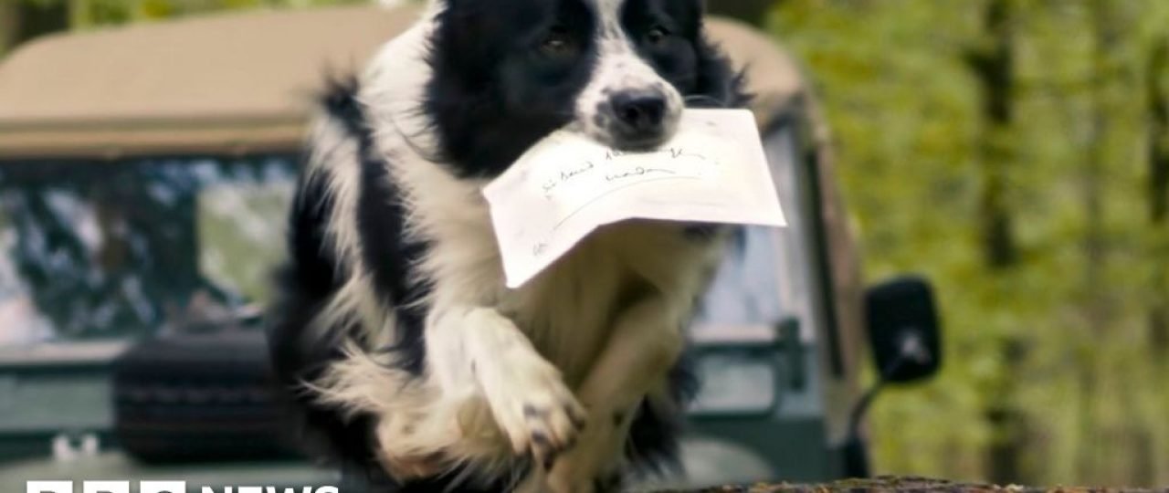 Weekly quiz: Which animal delivered the King’s birthday card to Sir David Attenborough?