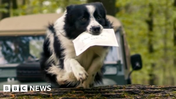 Weekly quiz: Which animal delivered the King’s birthday card to Sir David Attenborough?