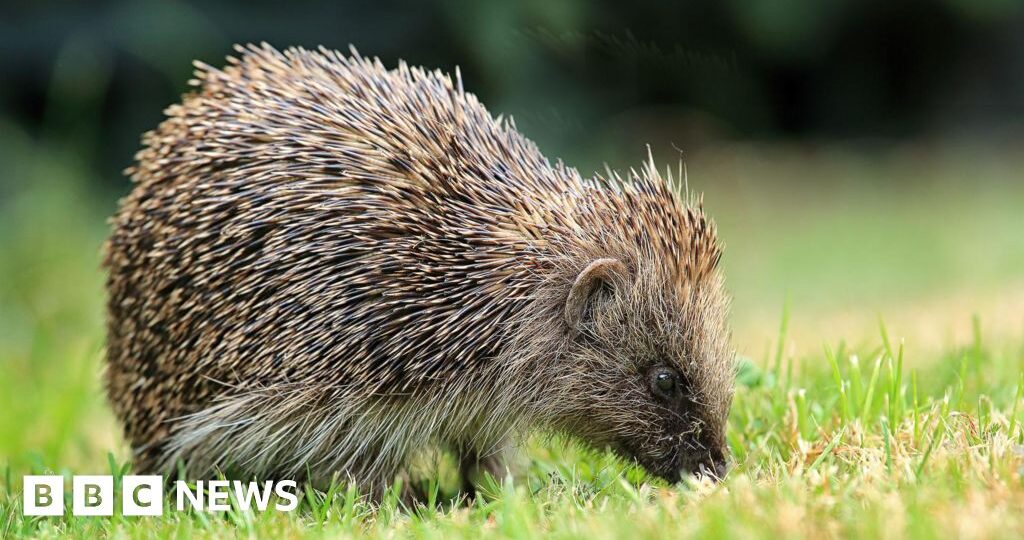 Satellites and AI used to track UK hedgehogs in bid to slow decline
