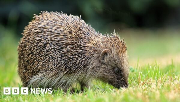 Satellites and AI used to track UK hedgehogs in bid to slow decline