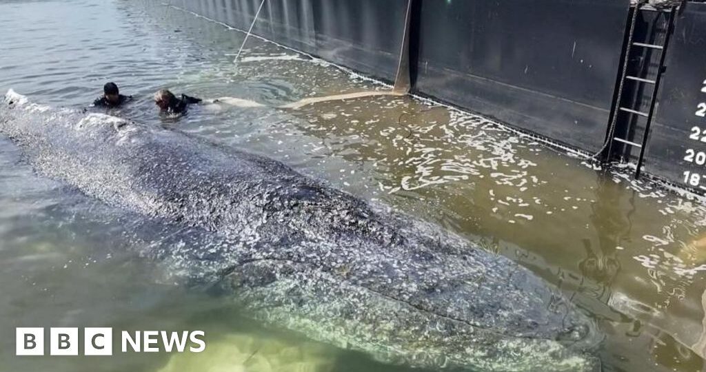 Whale to be removed from Danish island after failed German rescue
