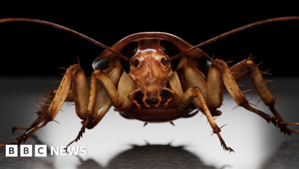 ‘They were coming from everywhere’ – cockroach infestations rise after milder winters