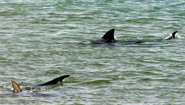Shark Kills Man In Australia