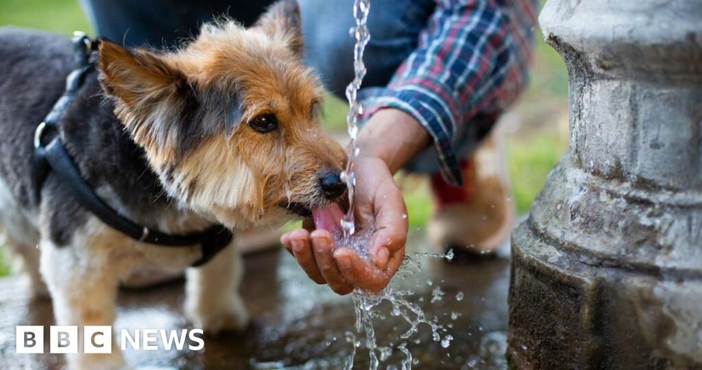 What are the signs of heatstroke in dogs?