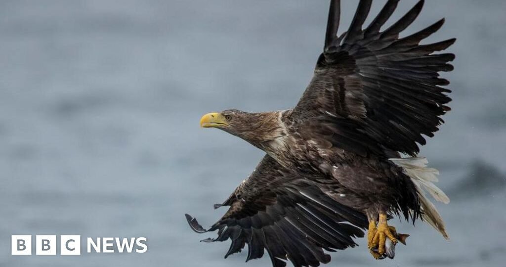 Britain's protected birds of prey still being shot, trapped and poisoned, says RSPB