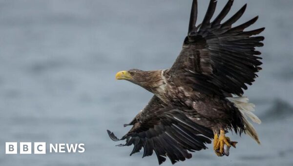 Britain’s protected birds of prey still being shot, trapped and poisoned, says RSPB