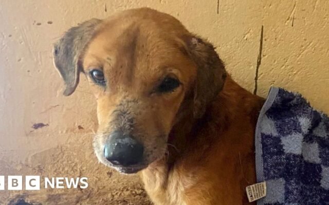 BBC uncovers the Ugandan scammers abusing dogs to elicit donations from animal lovers