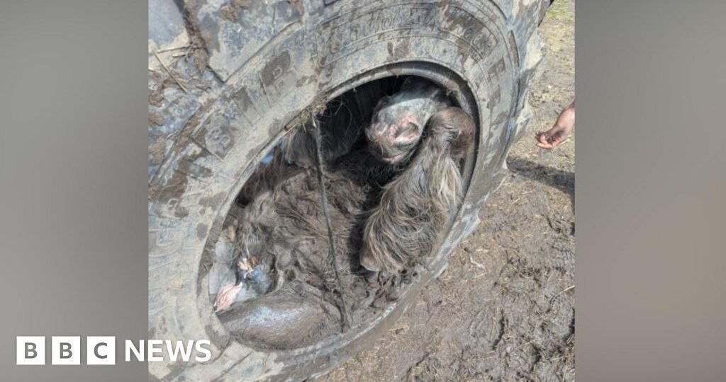 Pony rescued from inside tractor tyre