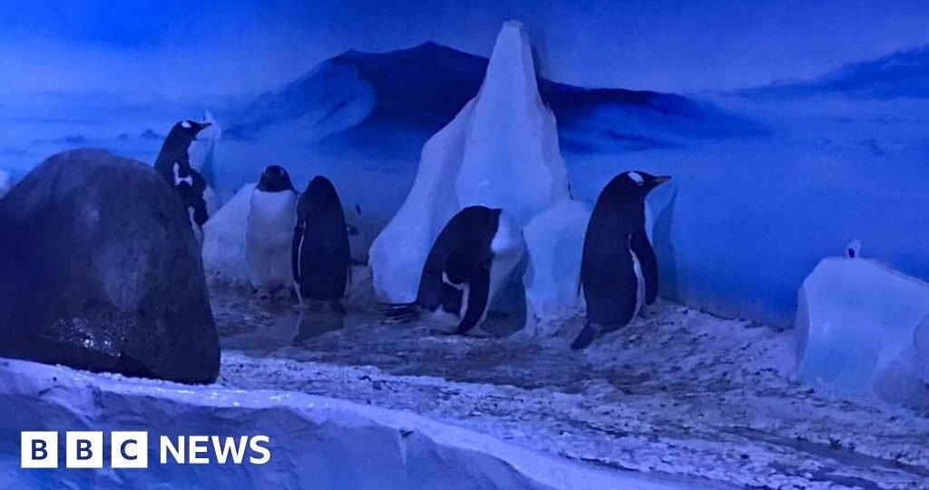 Sea Life penguins to get better home with daylight