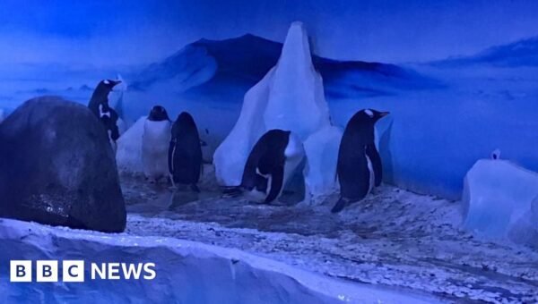 Sea Life penguins to get better home with daylight