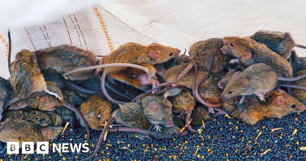 'It's like a decaying body': Australian farmers battle mouse plague