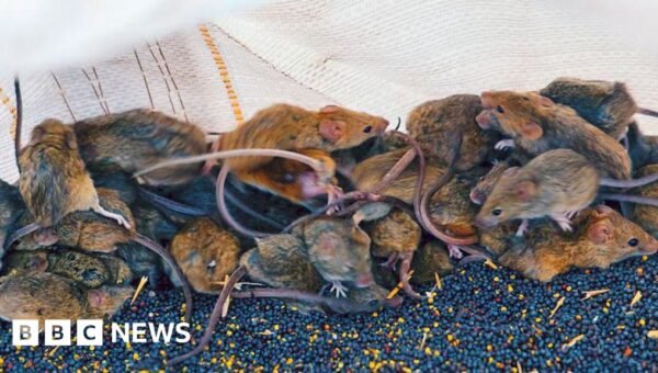 ‘It’s like a decaying body’: Australian farmers battle mouse plague