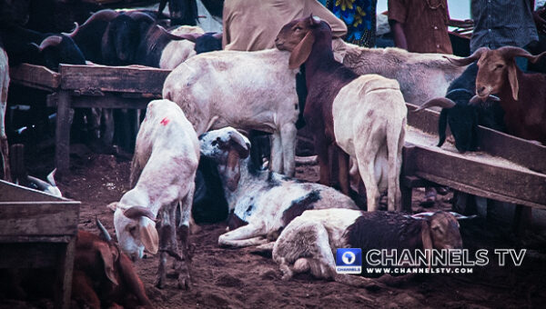 Eid-el-Kabir: Lagos Warns Against Sale Of Livestock On Major Roads