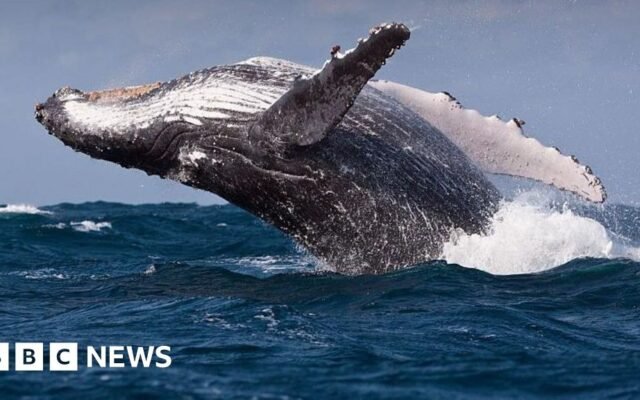 Warning that increase in shipping around South Africa to avoid Middle East could harm whales