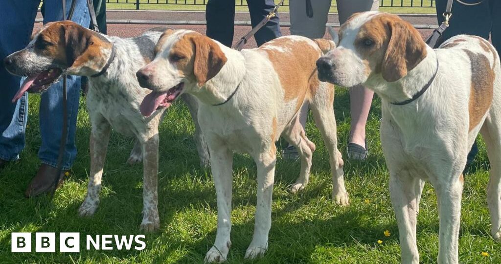 Hunting supporters say ban leaves dog owners at risk of prosecution