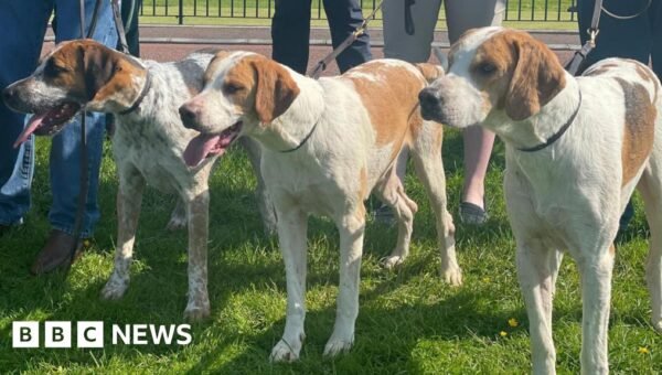 Hunting supporters say ban leaves dog owners at risk of prosecution