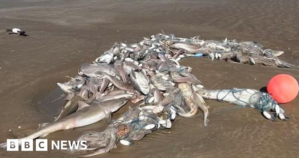 Hundreds of dead sharks found washed-up on Welsh beaches