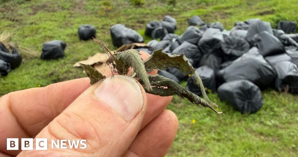 Farmer finds 80 cannabis-filled bin bags dumped on his land
