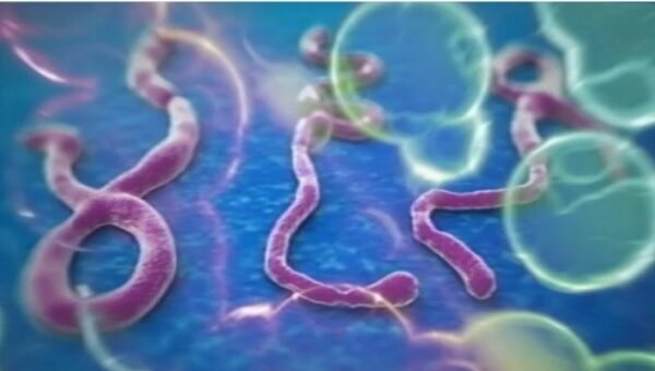 Suspected Ebola Cases Top 900 In DR Congo