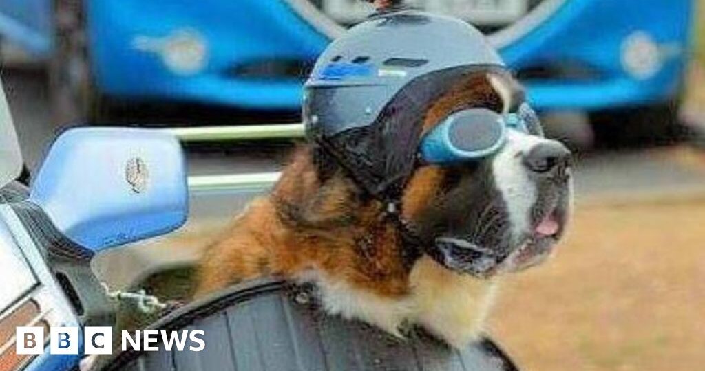 Biker's sidecar-riding dog 'making people smile'