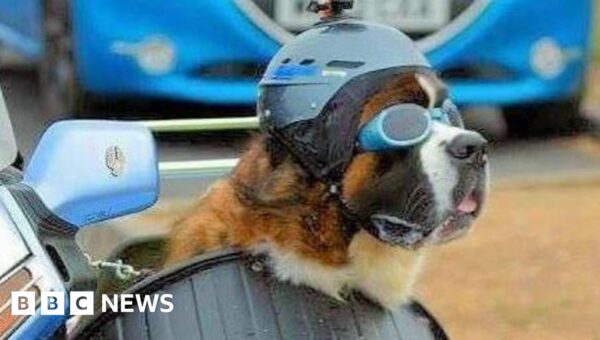 Biker’s sidecar-riding dog ‘making people smile’