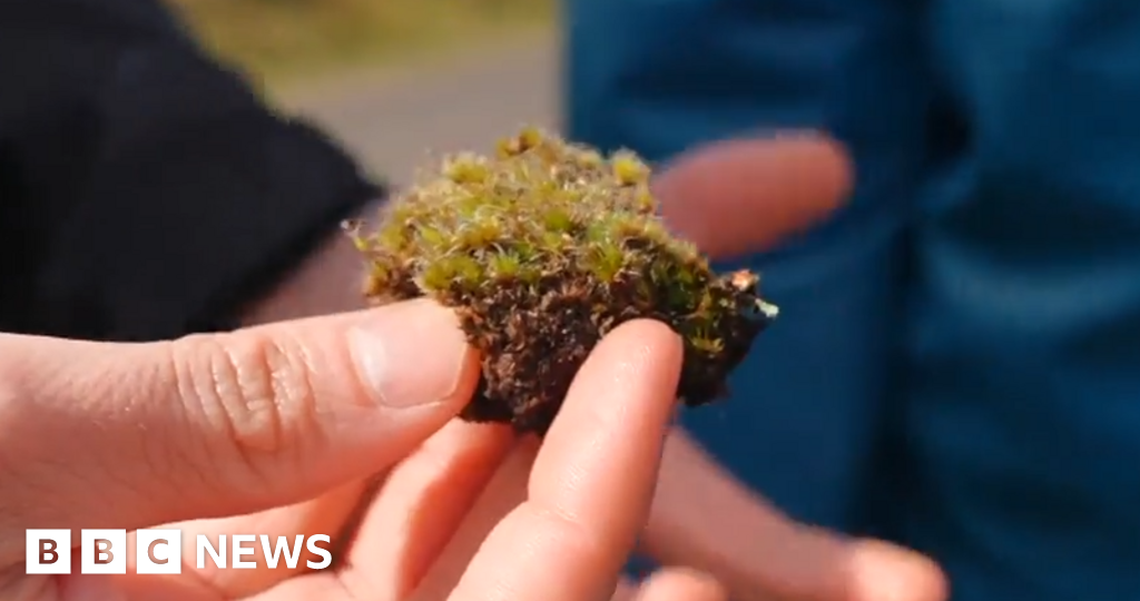 'Killer fungus' could be good news for habitats decimated by invasive moss