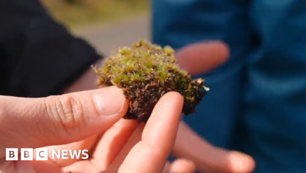 ‘Killer fungus’ could be good news for habitats decimated by invasive moss
