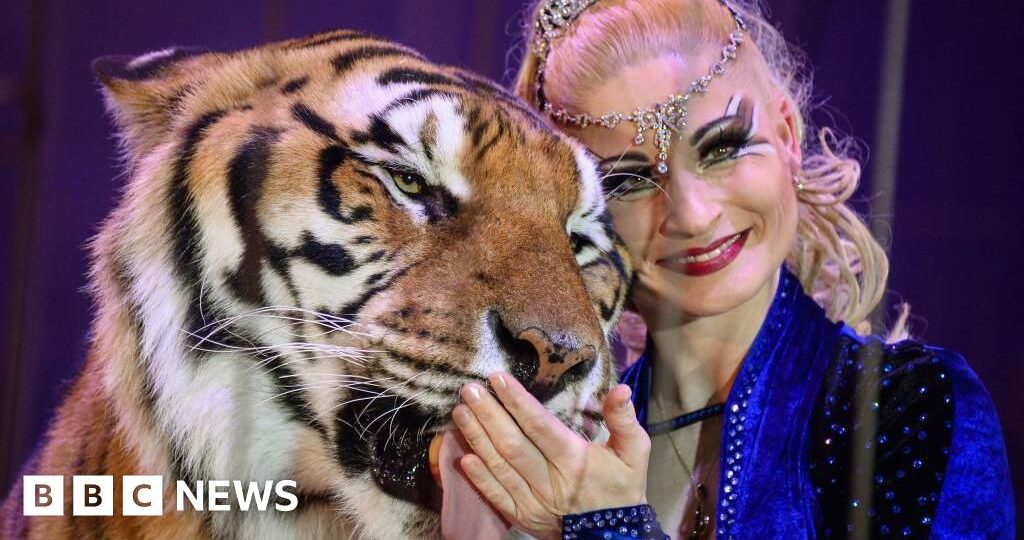 Escaped tiger shot by German police after attacking man