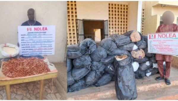 NDLEA Intercepts Cocaine Shipments to UK, Australia