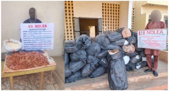 NDLEA Intercepts Cocaine Shipments to UK, Australia