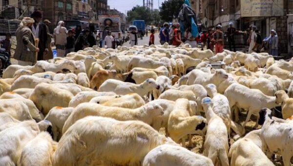 Eid Shoppers Hit By Soaring Sheep Prices In Ivory Coast