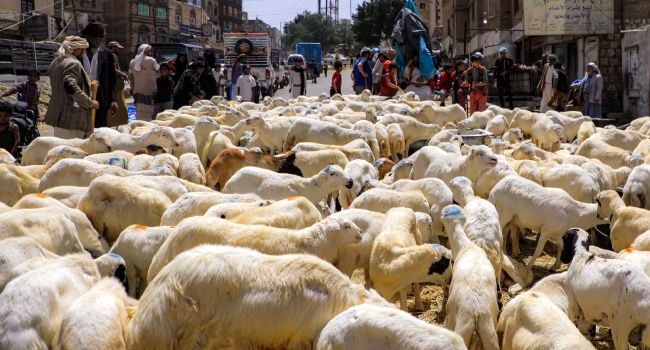 Eid Shoppers Hit By Soaring Sheep Prices In Ivory Coast