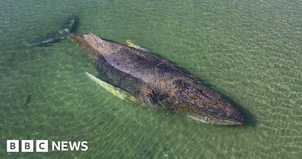 Whale found dead near Danish island after German rescue operation