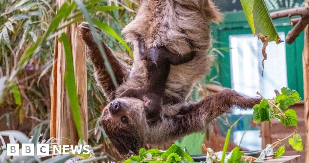 Edinburgh Zoo’s new baby sloth named after David Attenborough