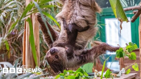 Edinburgh Zoo’s new baby sloth named after David Attenborough