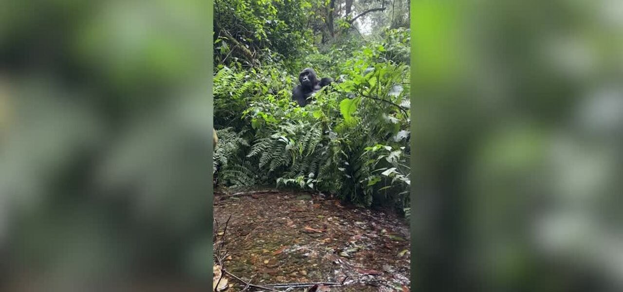 Incredible Gorilla Encounters Show Family Life and Playful Moments