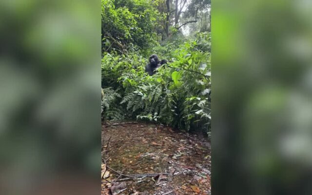 Incredible Gorilla Encounters Show Family Life and Playful Moments