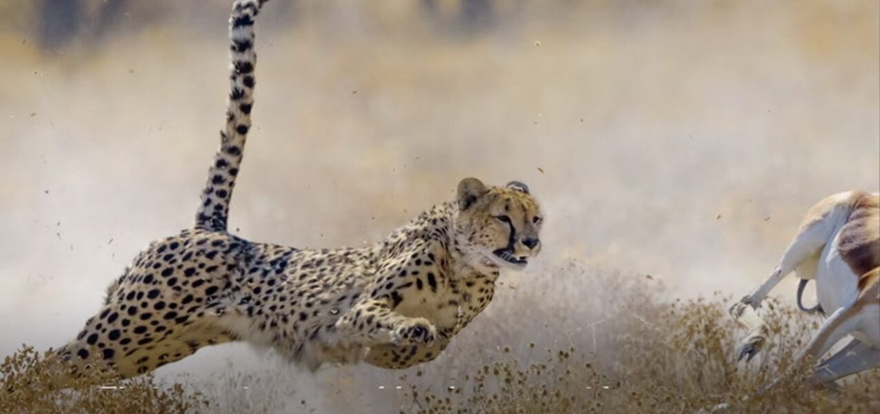 Why Are Cheetahs So Fast?