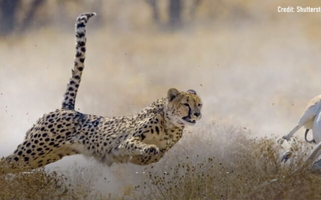 Why Are Cheetahs So Fast?