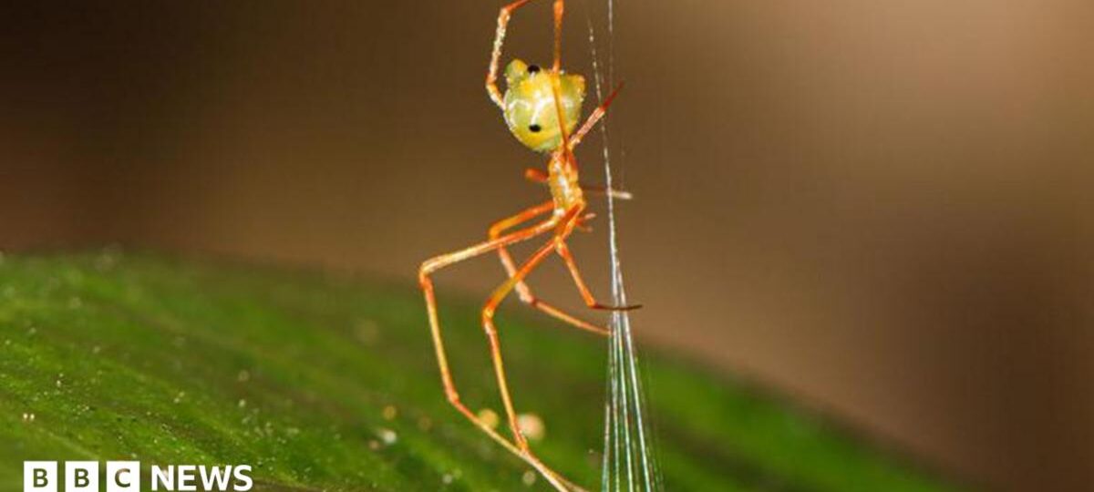 Spider which uses spring trap to capture prey discovered in Australia
