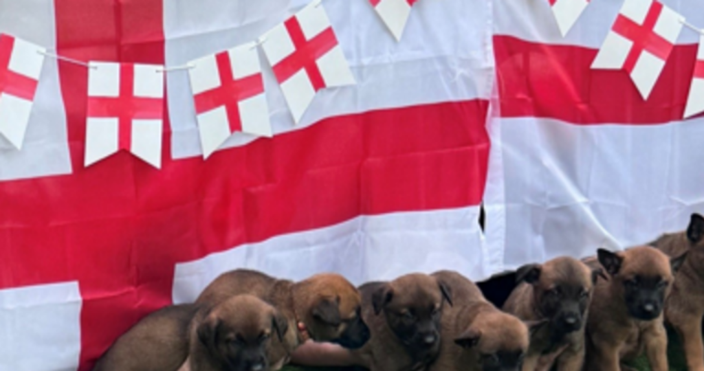 Eight police pups named after Three Lions stars