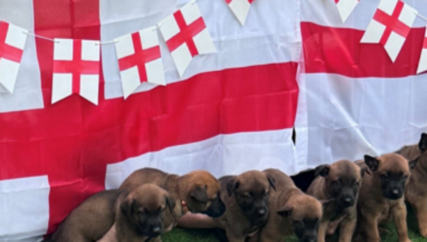 Eight police pups named after Three Lions stars