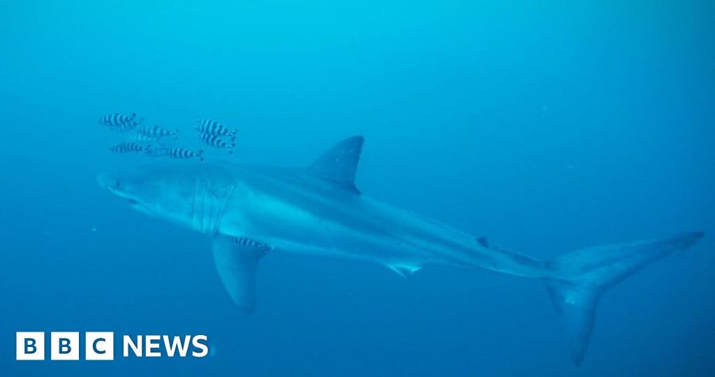 Rare footage captured of Great White shark in Mediterranean Sea