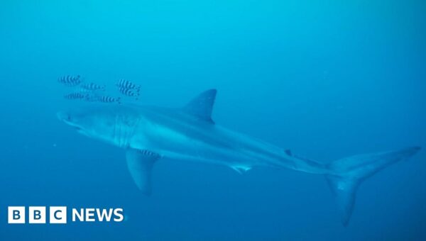 Rare footage captured of Great White shark in Mediterranean Sea