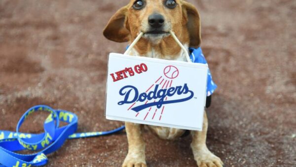 Dodgers’ Pups in the Park Results in Viral Confrontation