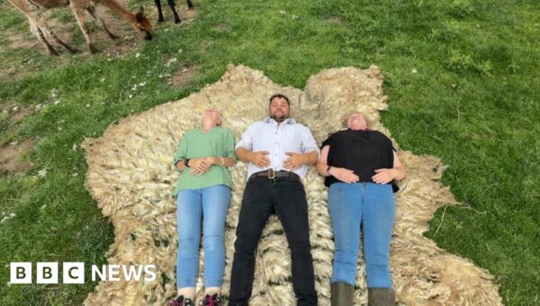Ewe won’t believe it: 8ft fleece sheared from sheep