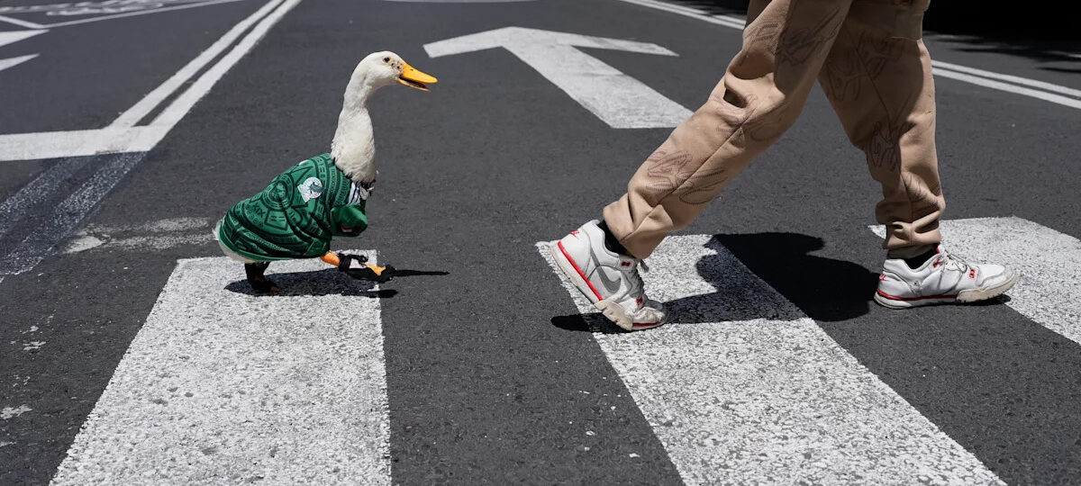 Meet Merlin the duck, a Mexico City streetside regular turned World Cup mascot