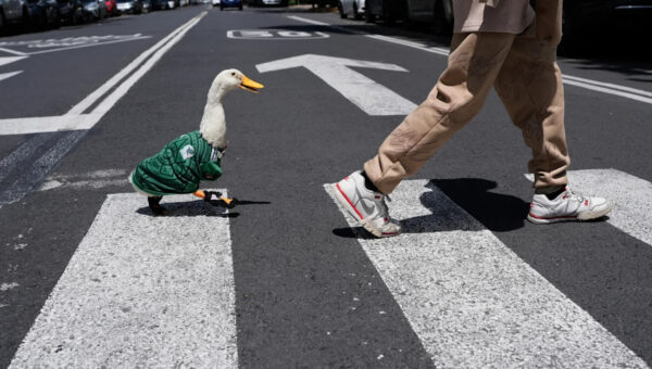 Meet Merlin the duck, a Mexico City streetside regular turned World Cup mascot