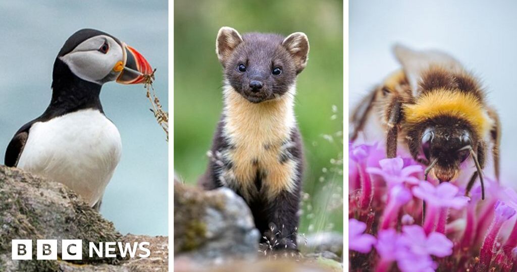 Puffin and bumblebee among 18 creatures shortlisted to feature on banknotes